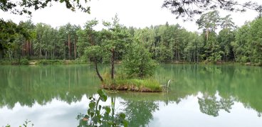 Ożarowskie „morskie oko” - perełka wśród lasów Nadleśnictwa Wieluń